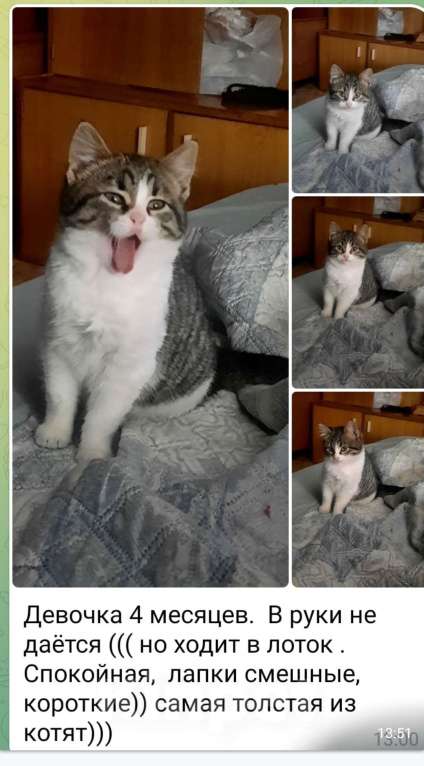 Кошки в Санкт-Петербурге: Тея Девочка, Бесплатно - фото 1