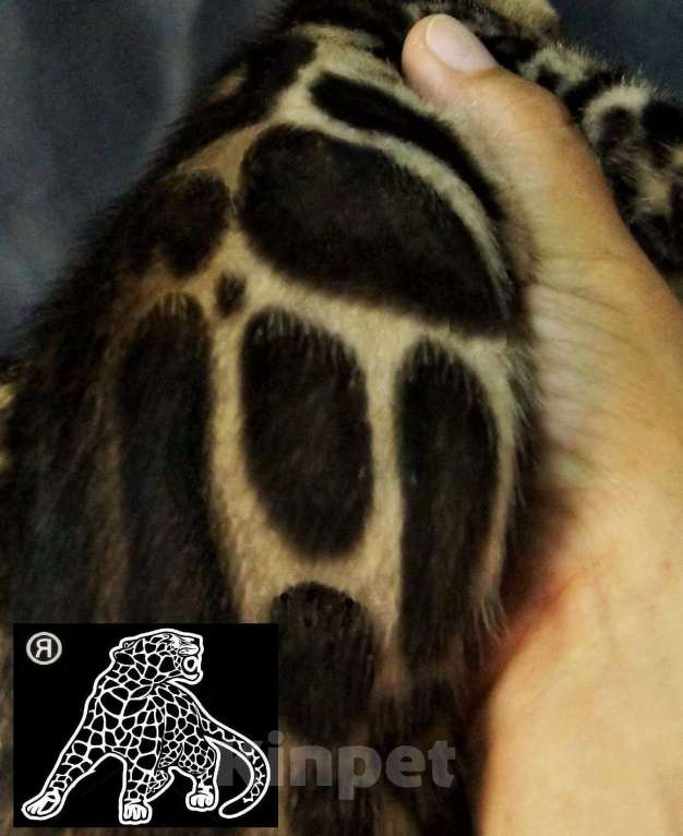 Кошки в Хабаровске: Бенгальский котенок. Профессиональный Питомник. Мальчик, Бесплатно - фото 8