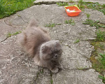 Кошки в Щербинке: Ищет дом Мальчик, 1 руб. - фото 3