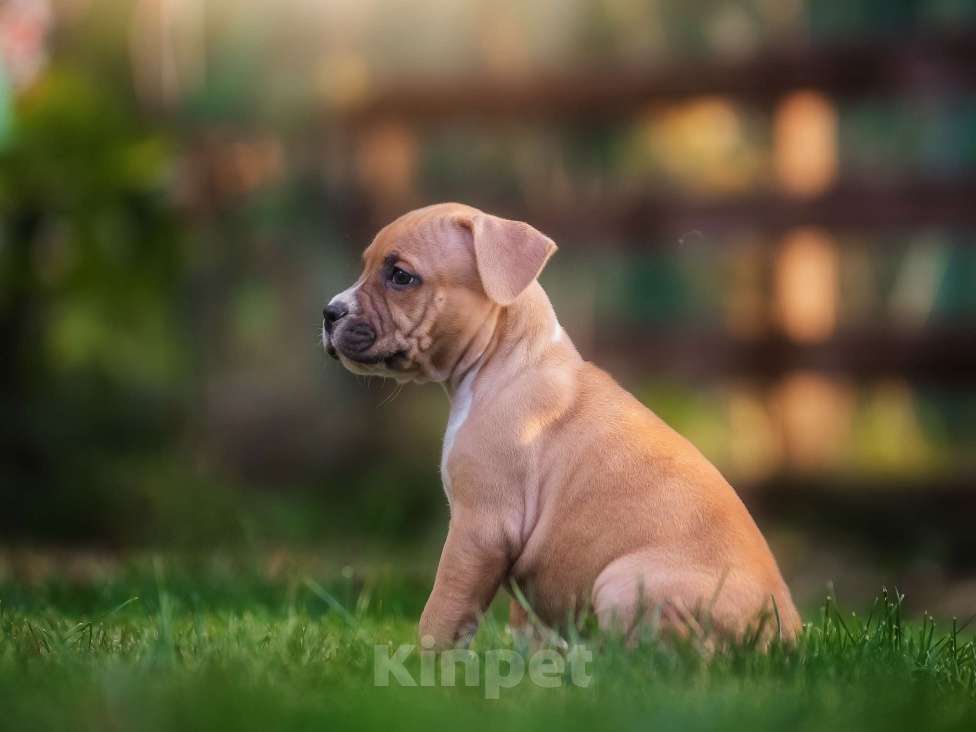 Собаки в Самаре: Породные щенки АСТ из питомника Девочка, 50 000 руб. - фото 5
