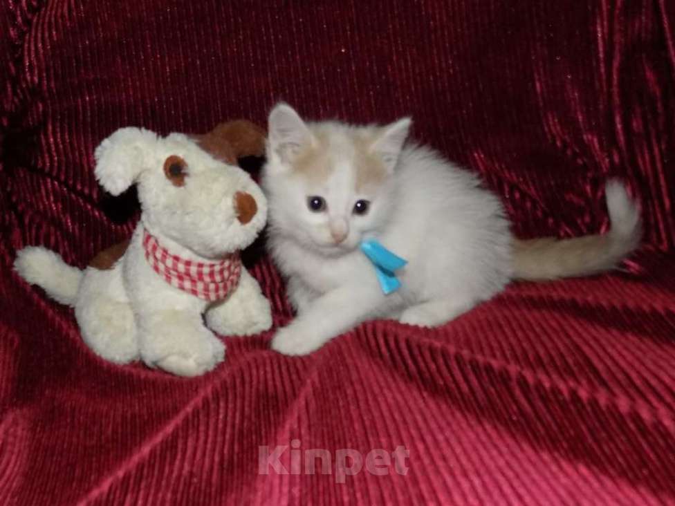 Кошки в Москве: Турецкий ван, котята Мальчик, 15 000 руб. - фото 5