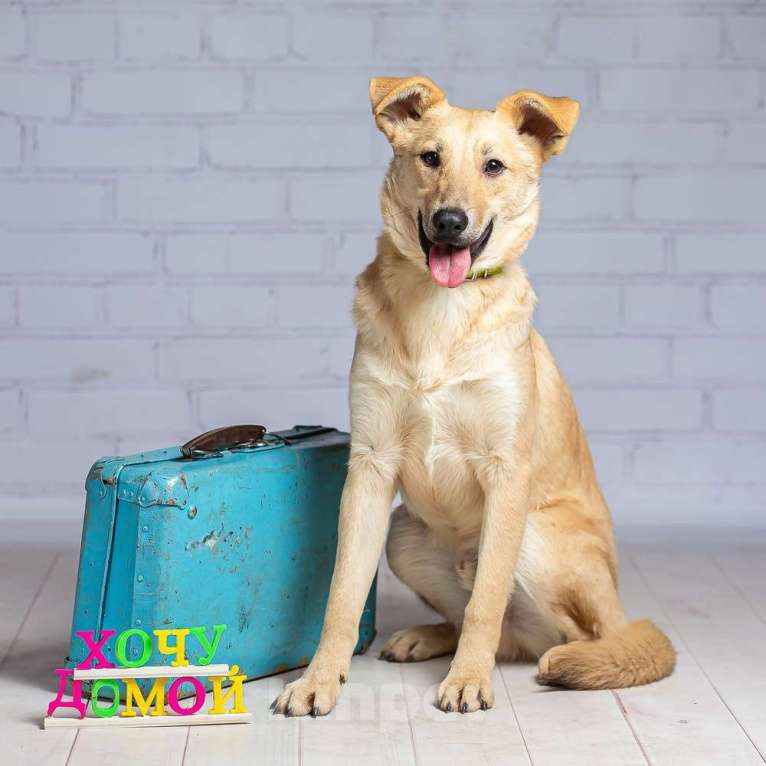 Собаки в Москве: Рыжий щенок — метис лабрадора Симба в добрые руки Мальчик, 1 руб. - фото 3