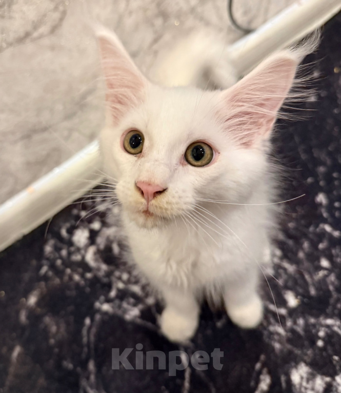 Кошки в Чите: Котенок МЕЙН КУН мальчик Мальчик, 15 000 руб. - фото 3