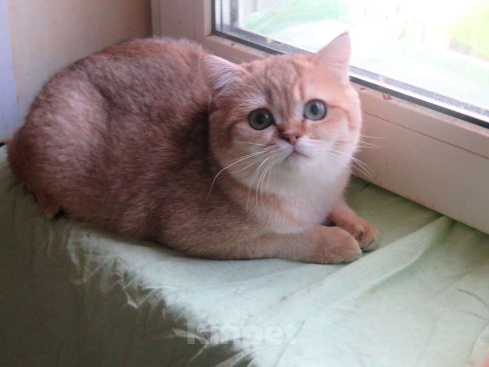 Кошки в Москве: Шотландская кошечка в золотой шубке Девочка, 25 000 руб. - фото 2