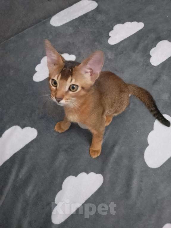 Кошки в Москве: Абиссинский мальчик Мальчик, 1 руб. - фото 2