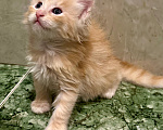 Кошки в Челябинске: Котята породы Мейн-кун Мальчик, 12 000 руб. - фото 5