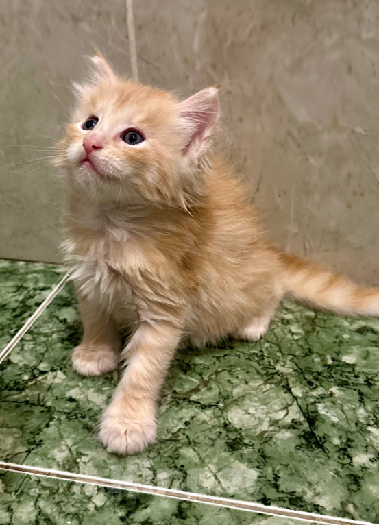 Кошки в Челябинске: Котята породы Мейн-кун Мальчик, 12 000 руб. - фото 5