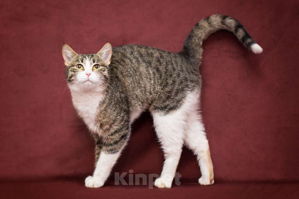 Кошки в Москве: Жанетта ищет дом Девочка, Бесплатно - фото 2