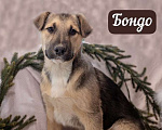 Собаки в Москве: 6 разноцветных щенков: шоколадные, трехцветные и другие ищут дом, Бесплатно - фото 6