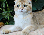 Кошки в Полярном Зоре: вислоухий котик золотого окраса, 10 000 руб. - фото 1