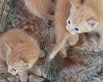 Кошки в Игарке: Котята, Бесплатно - фото 3