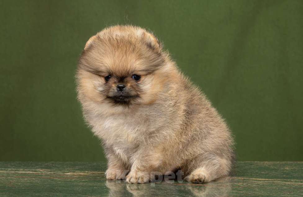 Собаки в Новосибирске: Померанский шпиц Мальчик, 50 000 руб. - фото 1