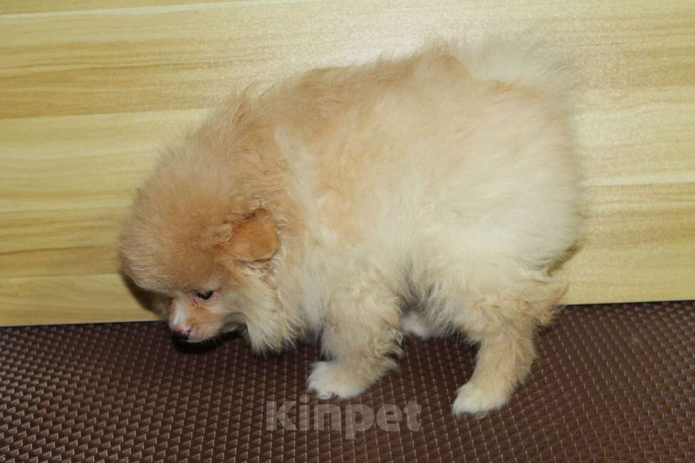 Собаки в Брянске: Продаётся кобель немецкого шпица Мальчик, 20 000 руб. - фото 4