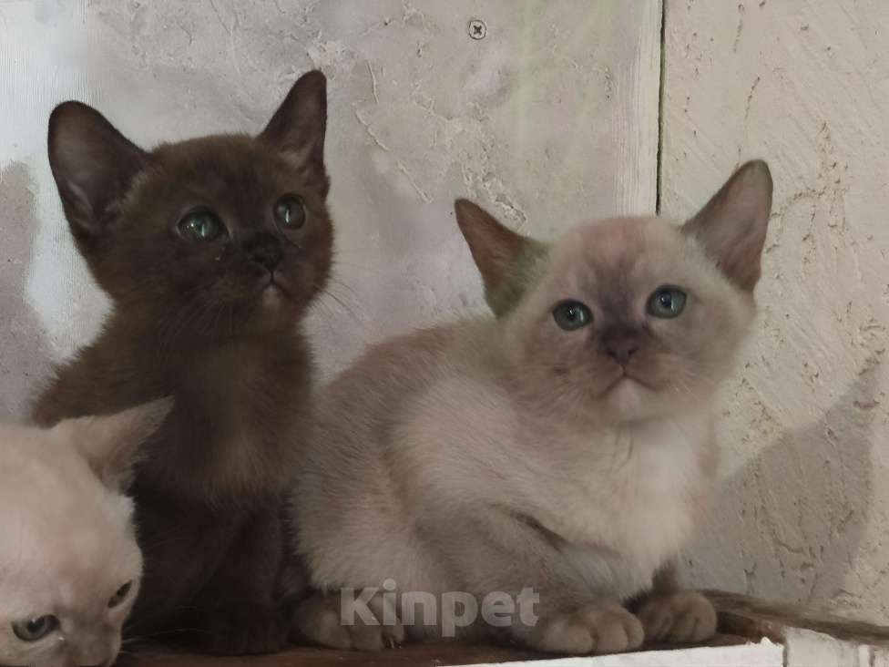 Кошки в других городах Владимирской области: Бурманские котята Разнополые, Бесплатно - фото 3