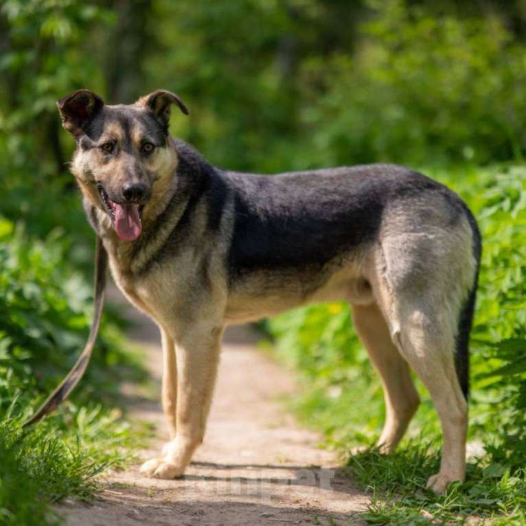 Собаки в Москве: Джем Мальчик, Бесплатно - фото 3