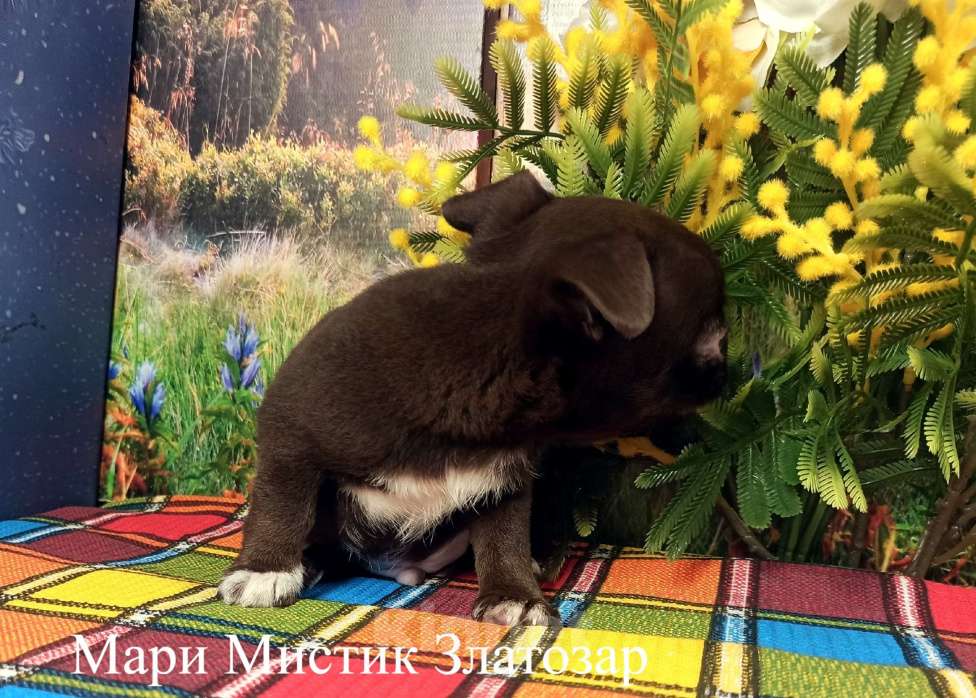 Собаки в Санкт-Петербурге: Златозар чихуа характер золотой Мальчик, 70 000 руб. - фото 5