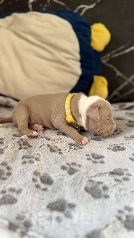 Собаки в Санкт-Петербурге: Девочка 🩷 Девочка, 40 000 руб. - фото 9