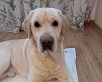 Собаки в Ярославле: Молодой лабрадор Мальчик, Бесплатно - фото 2