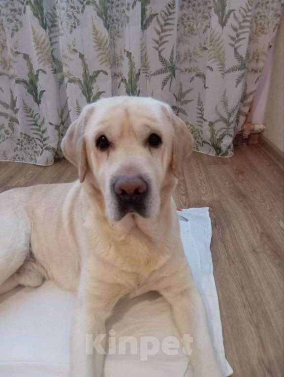 Собаки в Ярославле: Молодой лабрадор Мальчик, Бесплатно - фото 2