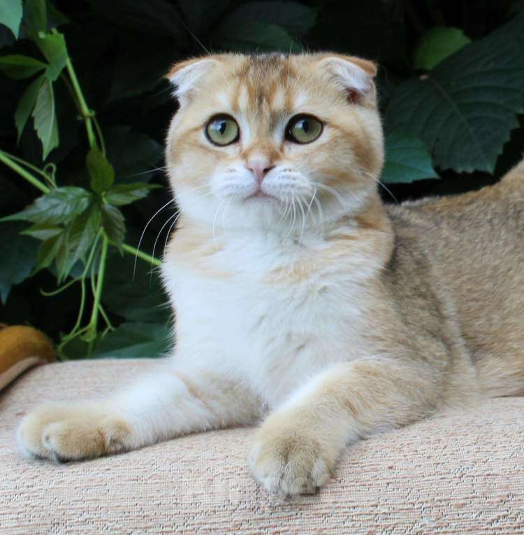 Кошки в Полярном Зоре: вислоухий котик золотого окраса, 10 000 руб. - фото 1