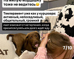 Собаки в Сочи: Карамелька ищет дом Девочка, Бесплатно - фото 7