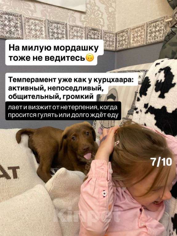 Собаки в Сочи: Карамелька ищет дом Девочка, Бесплатно - фото 7