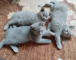 Кошки в Туле: Котята шотландские короткошортстные Разнополые, 2 000 руб. - фото 4