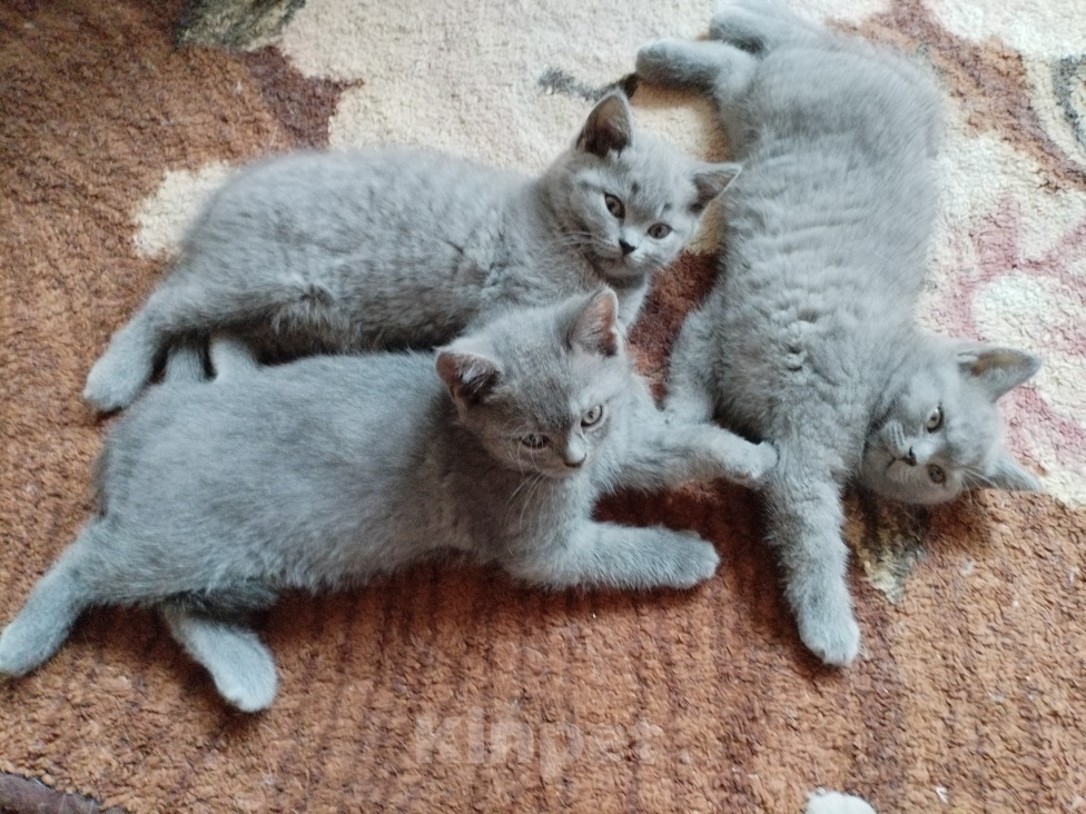 Кошки в Туле: Котята шотландские короткошортстные Разнополые, 2 000 руб. - фото 4