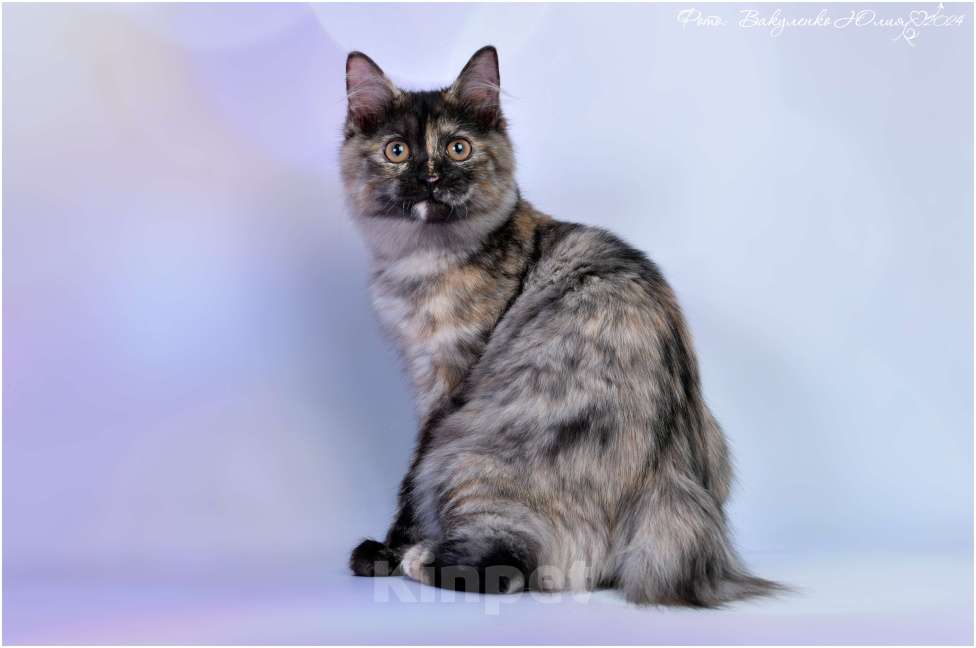 Кошки в Ростове-на-Дону: Курильский котёнок  Девочка, 40 000 руб. - фото 2