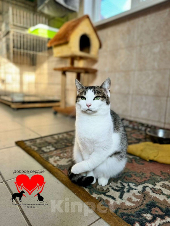 Кошки в Тамбове: Лапа в добрые руки Девочка, Бесплатно - фото 2