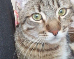 Кошки в Полевском: В добрые руки котика Бонифация Мальчик, Бесплатно - фото 1