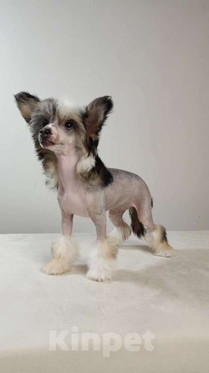 Собаки в Липецке: Голая миниатюрная девочка Девочка, 60 000 руб. - фото 9