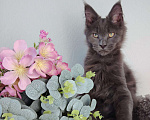 Кошки в Тюмени: Котенок мейн-кун Девочка, 35 000 руб. - фото 1