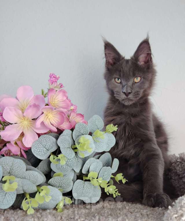 Кошки в Тюмени: Котенок мейн-кун Девочка, 35 000 руб. - фото 1