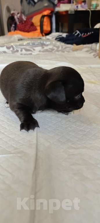 Собаки в Ростове-на-Дону: Щенок чихуахуа  Мальчик, 30 000 руб. - фото 1