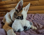 Собаки в Ревде: Щенок лайки в добрые руки  Мальчик, Бесплатно - фото 3