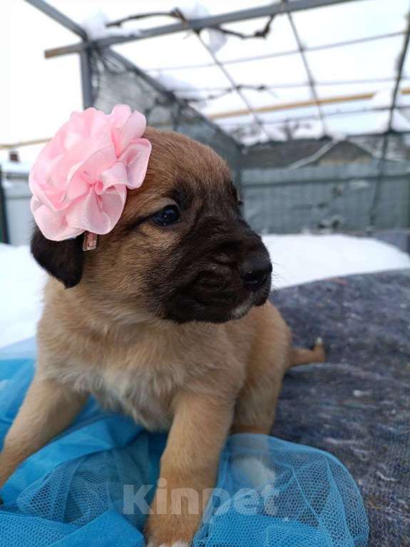 Собаки в других городах Воронежской области: Срочно ищу дом малышам! Девочка, Бесплатно - фото 1