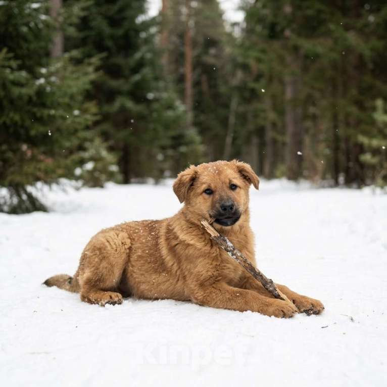 Собаки в Москве: щенок Есения в добрые руки Девочка, Бесплатно - фото 6