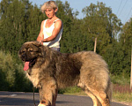 Собаки в Солнечногорске: кобель  кавказской овчарки Мальчик, Бесплатно - фото 2