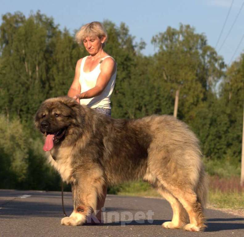 Собаки в Солнечногорске: кобель  кавказской овчарки Мальчик, Бесплатно - фото 2