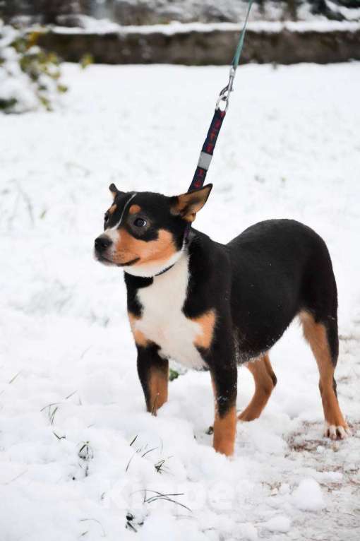 Собаки в Москве: Американский булли в добрые руки Девочка, Бесплатно - фото 6