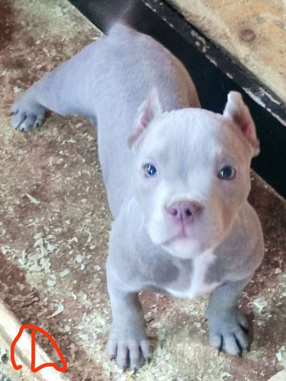 Собаки в Санкт-Петербурге: Красотка девочка, родилась 16.07.25г ищет родителей любимых. Привита, документы АБКС, игривая.  Девочка, 85 000 руб. - фото 1