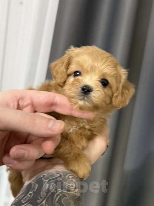 Собаки в Москве: Элвис Мальчик, 160 000 руб. - фото 1