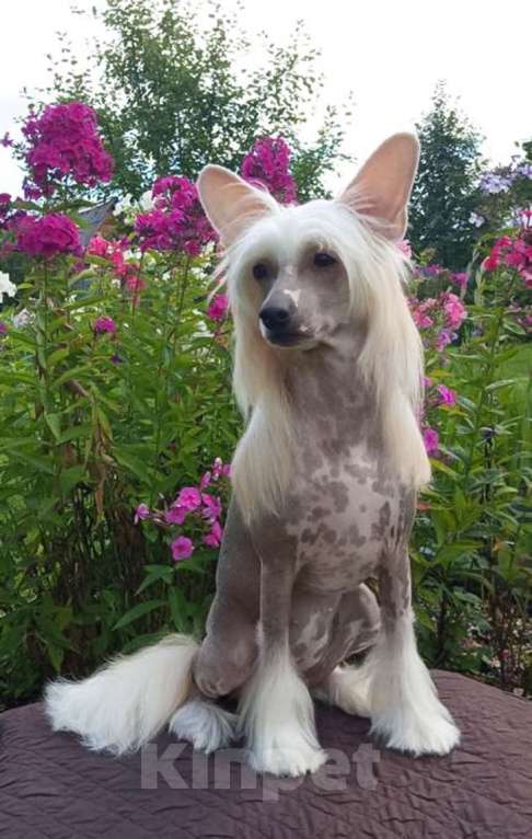 Собаки в Москве: Щенок китайской хохлатой собаки голая сука  Девочка, 20 000 руб. - фото 2