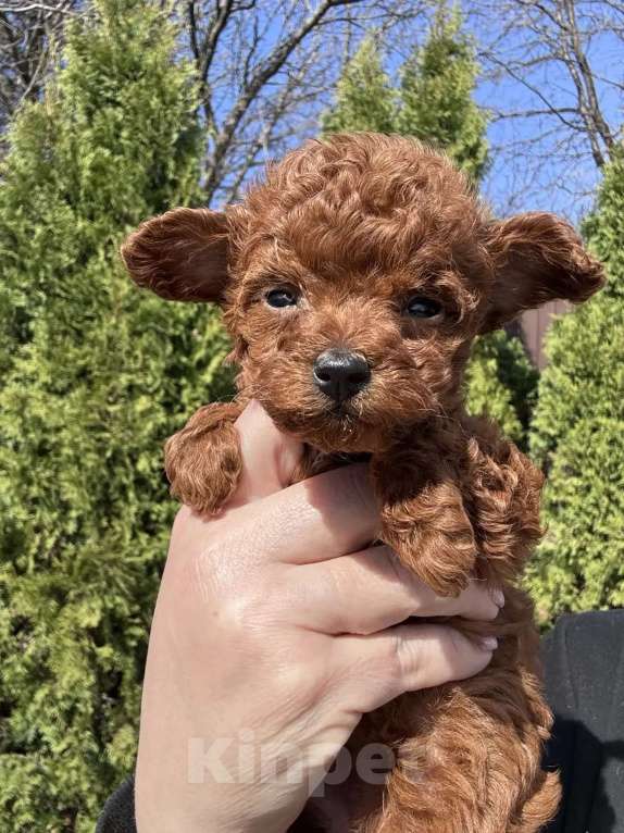 Собаки в Москве: Той пудель тедди девочка Девочка, 150 000 руб. - фото 4