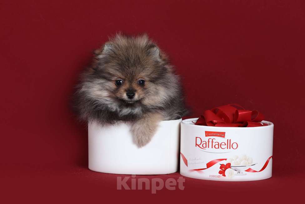 Собаки в Курске: Померанский шпиц щенок Девочка, Бесплатно - фото 3