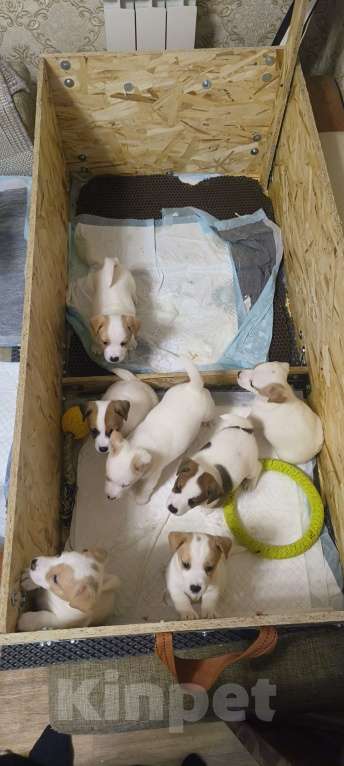 Собаки в Липецке: Порода : джек-рассел-терьер- Мальчик, Бесплатно - фото 10