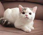 Кошки в Ярославле: Шотландский короткошерстный мальчик  Мальчик, 20 000 руб. - фото 1