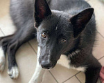 Собаки в Новосибирске: Отдам собаку в добрые руки  Девочка, Бесплатно - фото 1