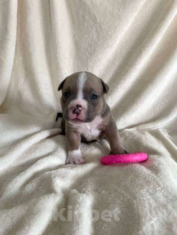 Собаки в Санкт-Петербурге: Щенок Американского булли sm_bulli Major Мальчик, 100 000 руб. - фото 2